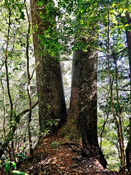 屋我尾山-谷關七雄 老三2962547