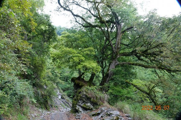 苗栗 泰安 結城山1706116