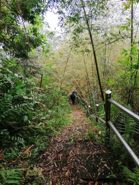 荒草漫漫。 #61小百岳~大湖尖山步道936903