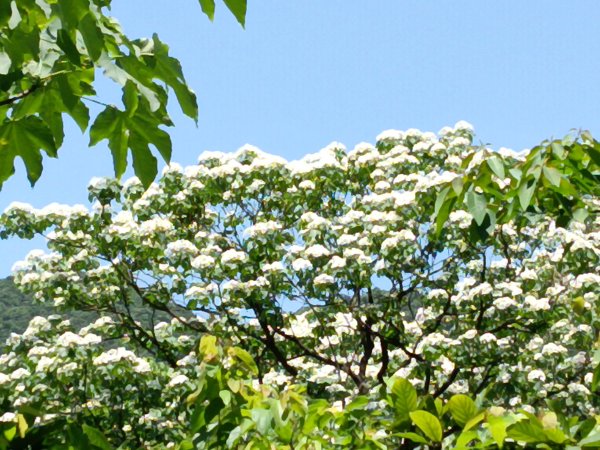 汐止區夢湖秘境桐花夢幻2773493