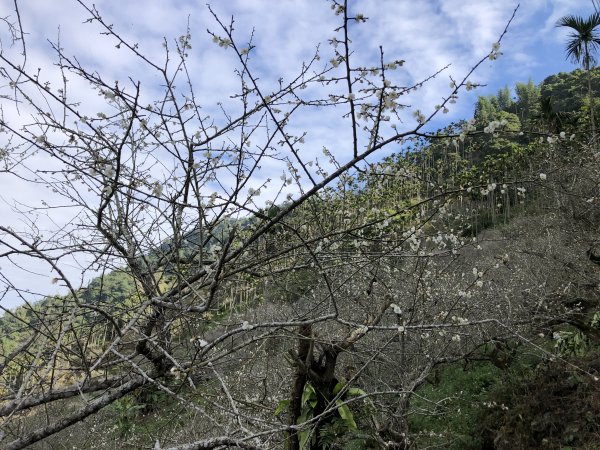 梅嶺伍龍步道走獵鷹尖一線天 難山 竹子尖山 梅峰1571904