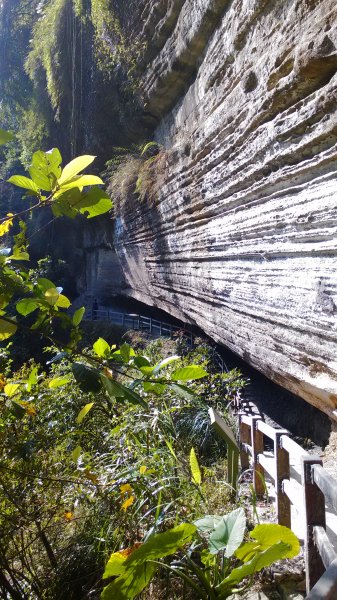 青年嶺步道490734