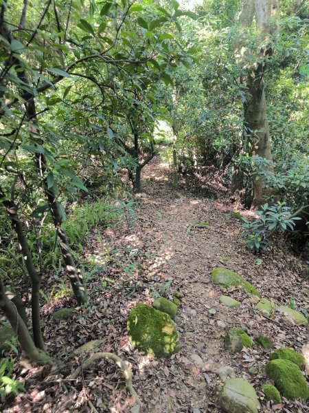 20250906泰山辭修公園、尖棟山、69步道、瓊仔胡2879488