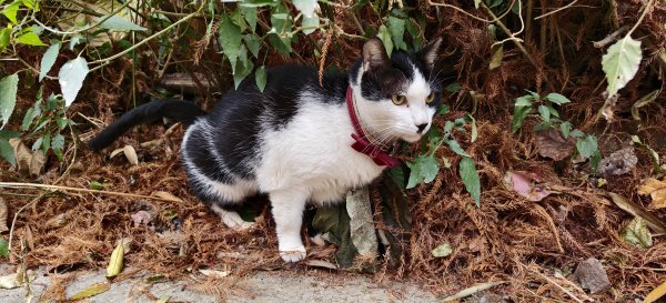 2026/02/01 十二寮古道2992748