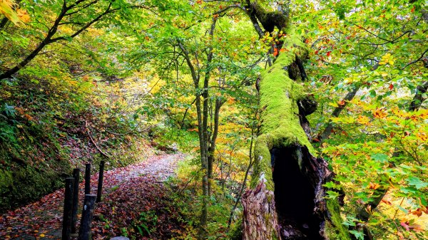 山形縣銀山溫泉2929646