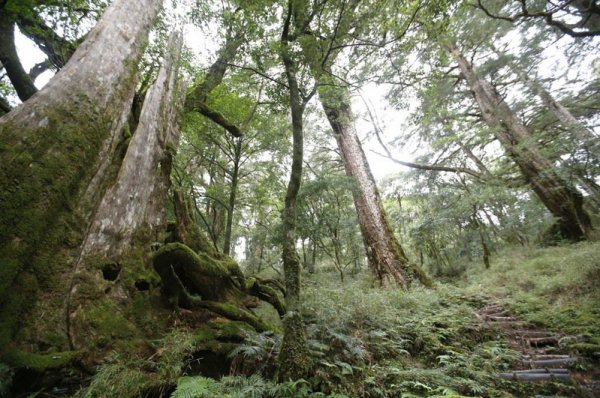 【新聞】5月1日通樂！想親近南橫三星 山友快看過來