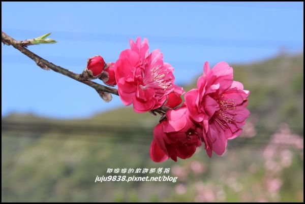 五峰山上人家白蘭部落櫻花開272553