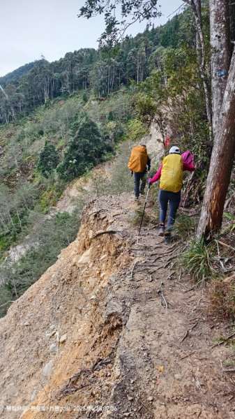 114.11.28-29 雙龍林道~巒安堂~西巒大山2954848