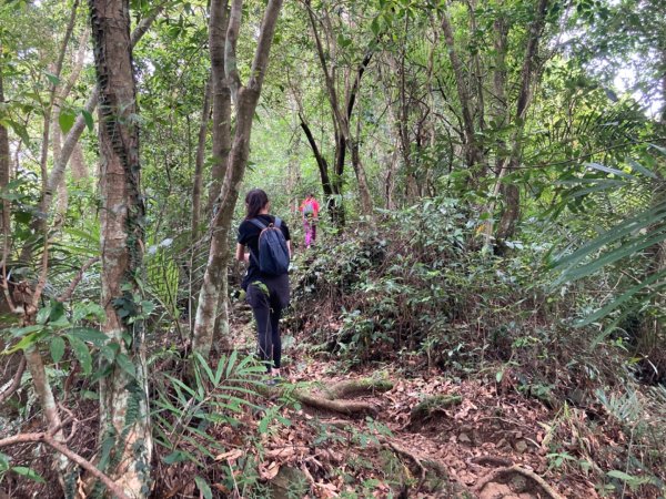 關西赤柯山、東獅頭山步道2278790