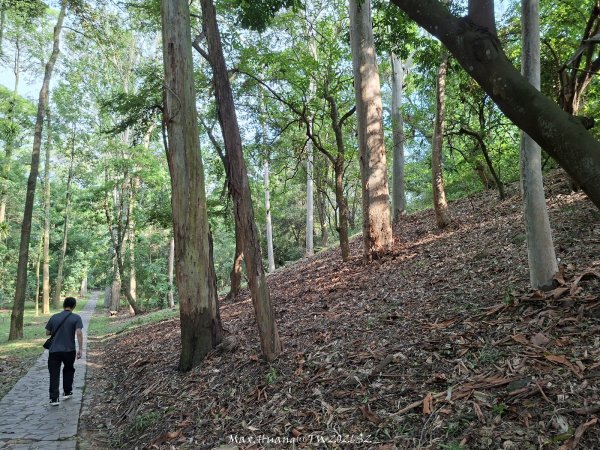 《南投》平地森林｜竹山下坪自然教育園區及下坪吊橋步道202606203077719