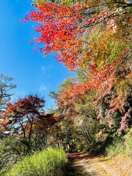 1101211大雪山230林道9.2k/雪山西稜登山口1546698