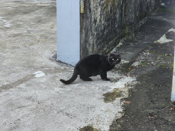 20250404雙十縱走失敗撤退改走蝙蝠山2892544