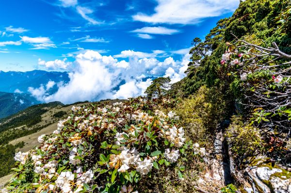 南湖大山賞花行336877