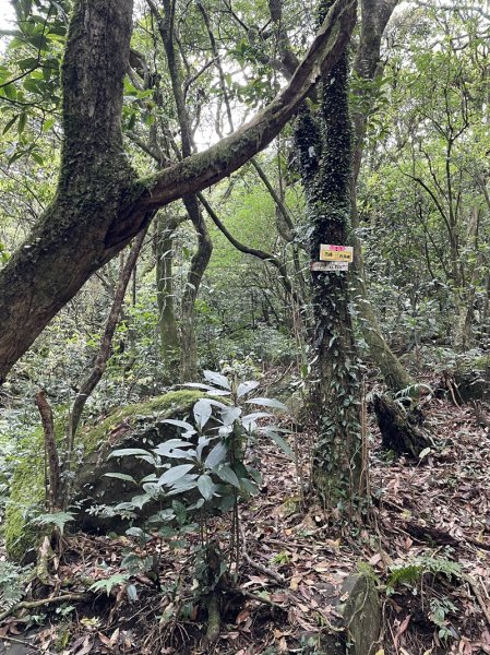 小觀音山清玉線2756593