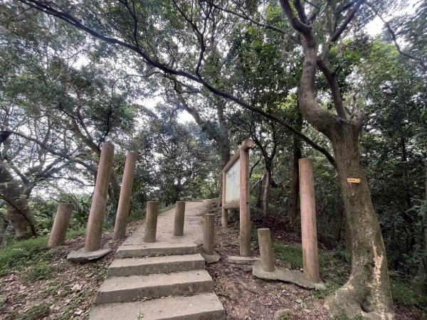 [微笑山線_第二段] 2025_0720 大棟山系_百年大榕樹2843327