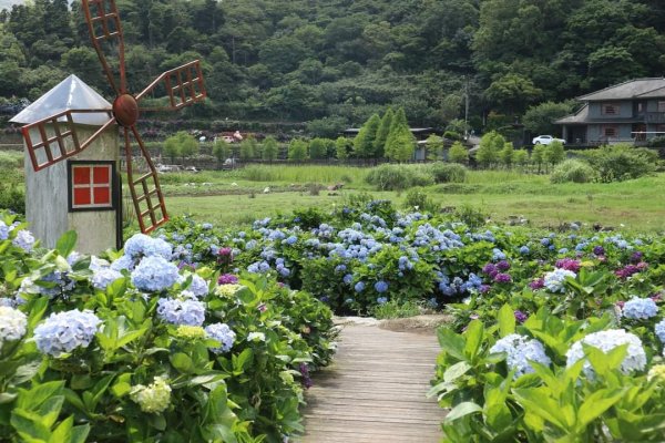陽明山  頂湖環狀步道  ，竹子湖芋見小路 歐洲庭園 浪漫繡球花步道封面