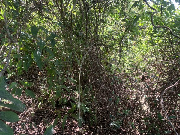 20250531屏東武潭山2803189