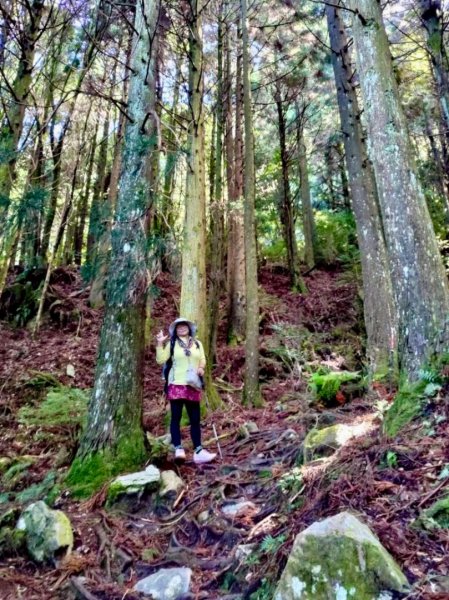 觀霧-榛山步道2926035