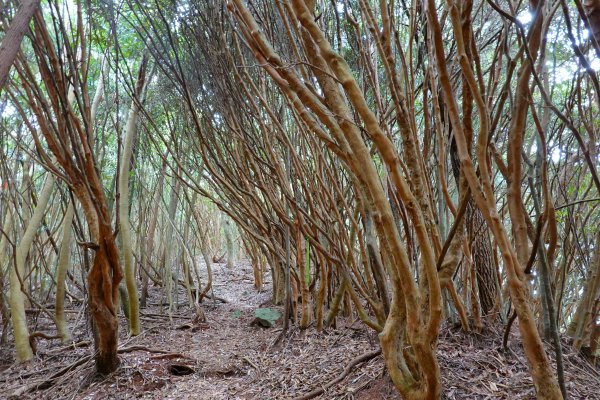 【唐八蛋】【八唐縱走】