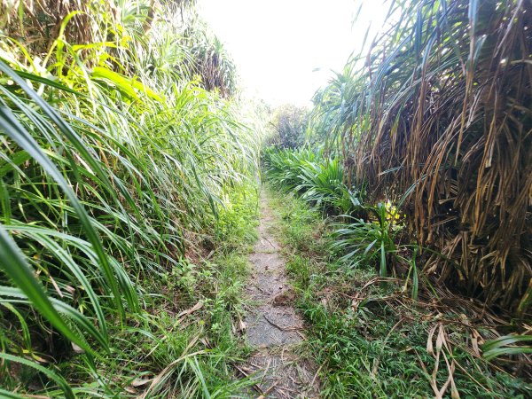 20251012 youbike 八斗子~鼻頭角~雙溪車站2916276