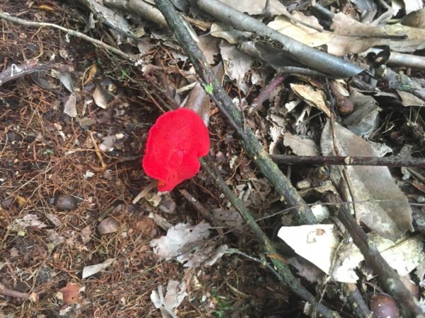 黑森林登山口左線上小島田山、右線下黑森林峰o型走一圈、路徑原始涼爽舒適⋯2189628