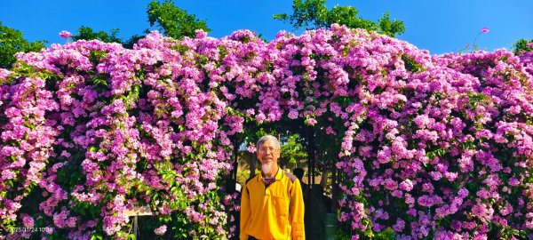 #蒜香藤 #泰山楓樹河濱公園 11/242943658