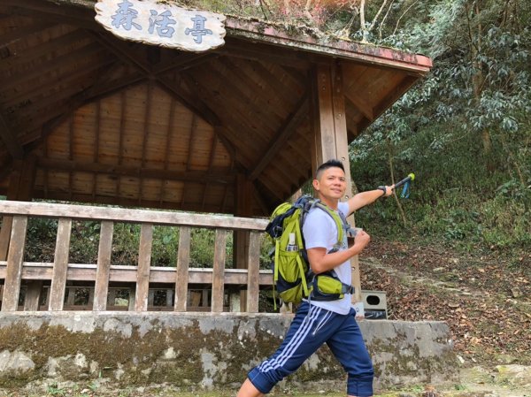 八仙山森林遊樂區【與藍腹鷴漫步在春光裡】531616