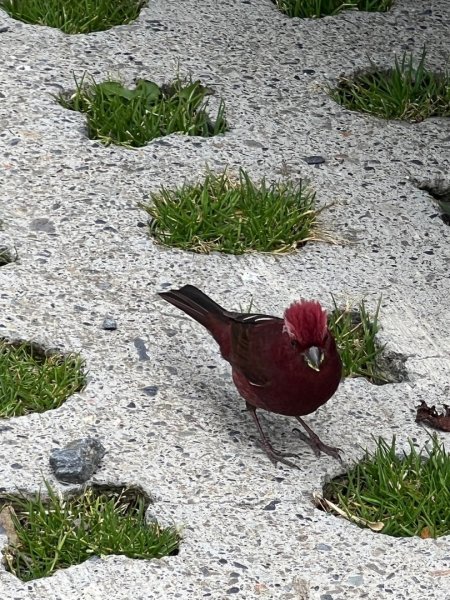 合歡山群峰（南峰、石門山、尖山、東峰）2626774