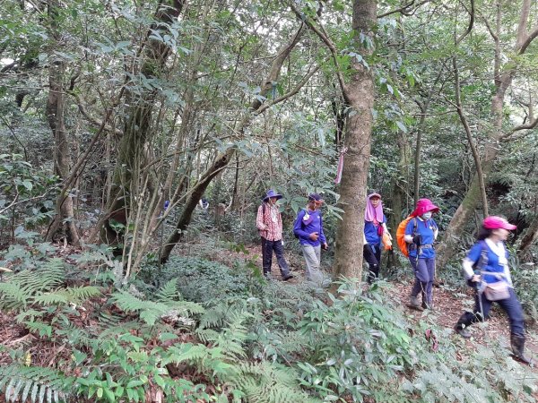 擎天崗→磺嘴山生態保護區→磺嘴山 H912m→翠翠谷→榮潤古道→內雙溪古道→冷擎步道→冷水坑1487616