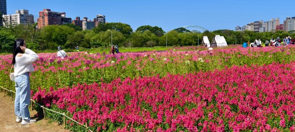 首訪 #古亭河濱公園 #花海 3/153015673