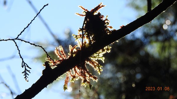 再衝太平山賞日出/雲海雲瀑同框&霧虹觀音圈同框&首登望洋山1/81986374