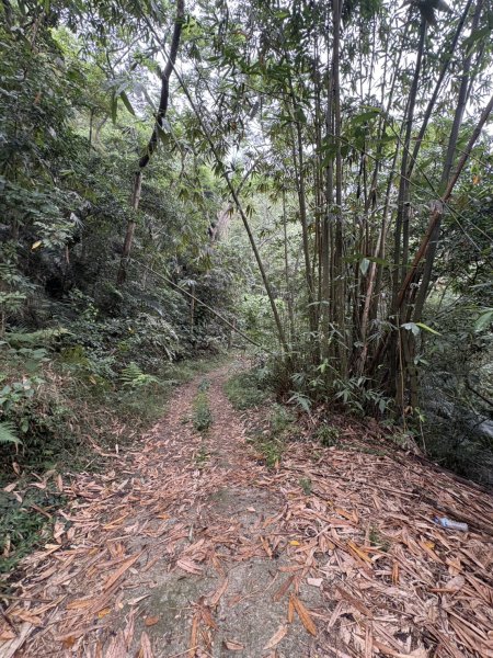 20251108西阿里關山步道(小林村東側登山口啟登)2933478