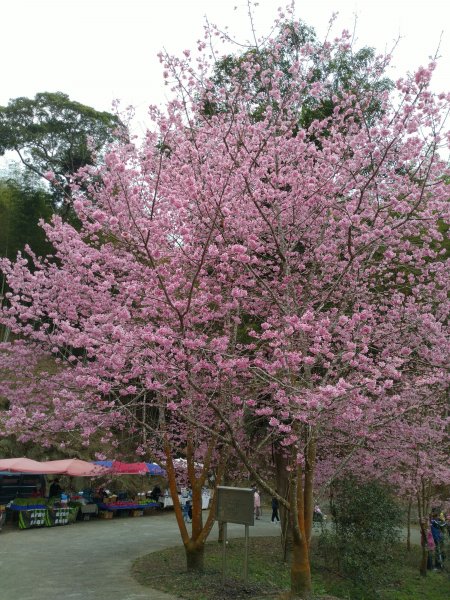 2023-02-26 登嘉南雲峰巧遇草嶺櫻花季2043950