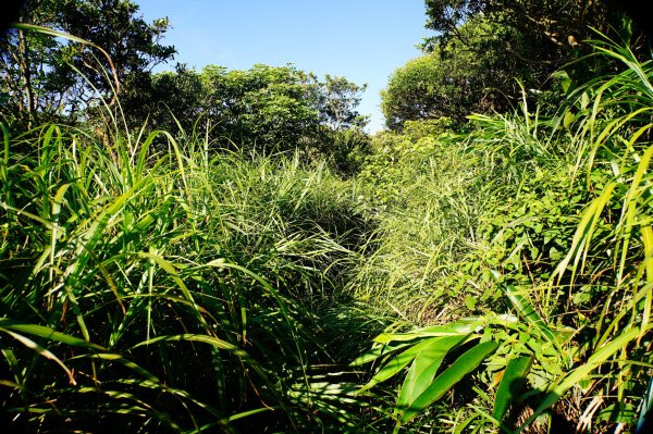 新北 瑞芳 哩咾山、南子吝山3088893
