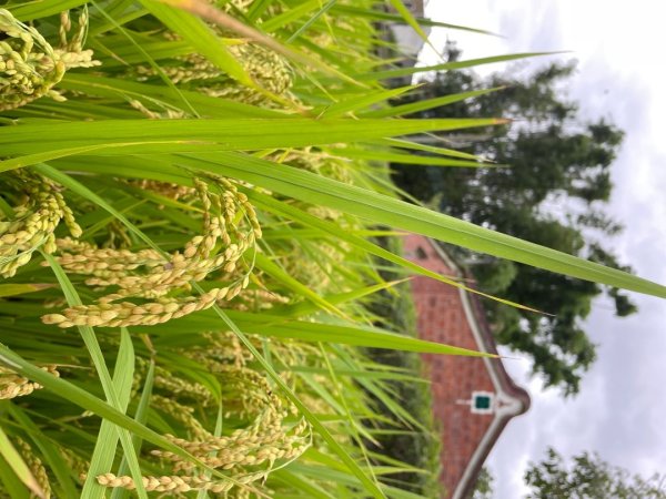 桃園大溪-花彩節🌼李騰芳古厝-月眉落雨松2934767