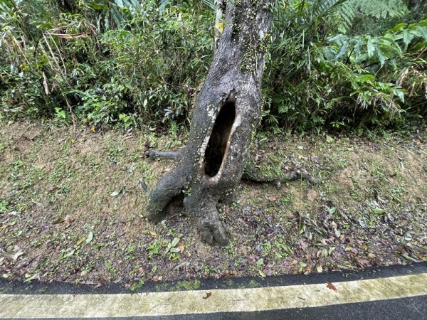 武山坑炭窯2990721