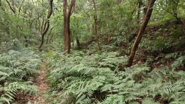 三芝區竿尾崙古道-竿尾崙-清涼崙-大屯溪古道O型3095663