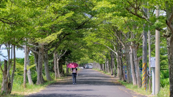 頭城綠色隧道,八角瞭望台2549375