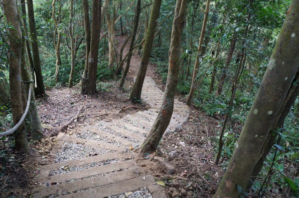 出關步道東段 (十分崠步道)705383