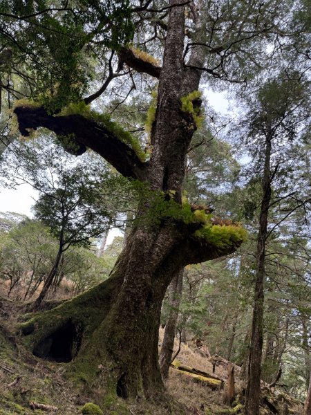 2025-2026 跨年 小關山屯古嶺橫斷四日行