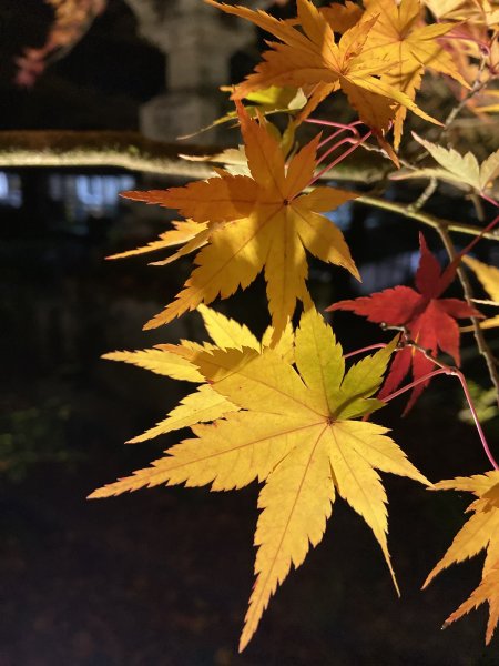 楓之絆----京都大阪賞楓2967338