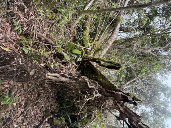 桂山路197巷 》呂奔山北峰 》呂奔山 》阿玉壩2755826