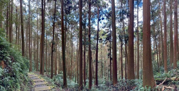 20251029石棹茶、霧、雲、霞、櫻、愛之道 樂野山 霹靂山2926620