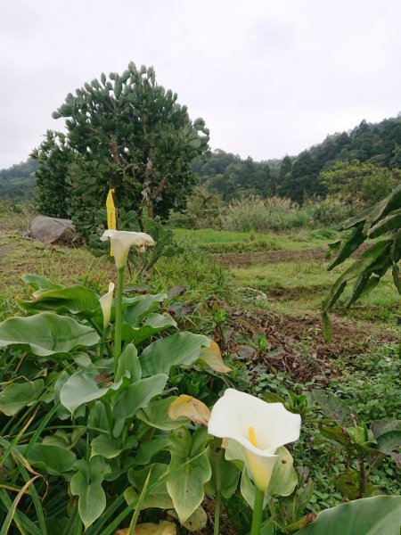 璀璨百年淡蘭古道～崩山坑古道、溪尾寮山、保城坑古道、虎豹潭步道O走1313474