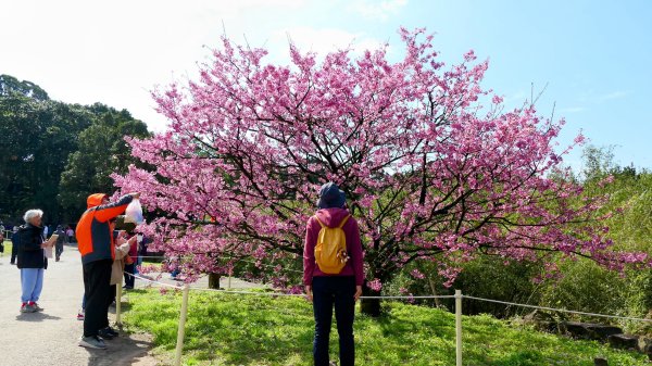 《蝶戀花·天元宮櫻吹雪》2707091
