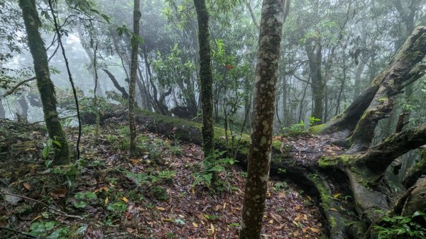 113.06.01魯壁山-東穗山之旅2529906