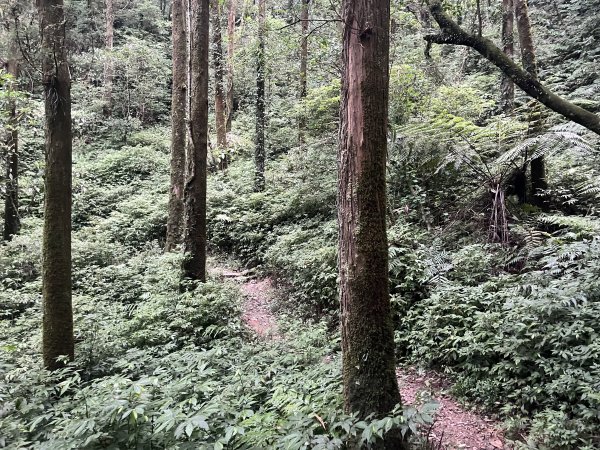 [淡蘭古道] 2024_0623 中路第五段-烏山越嶺古道2533830