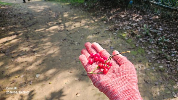 鳳山縱走五連峰3026919
