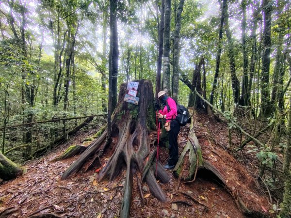 稍來小雪山國家步道、船型山、鞍馬山、鞍馬山東北峰、天池、雪山神木2799851