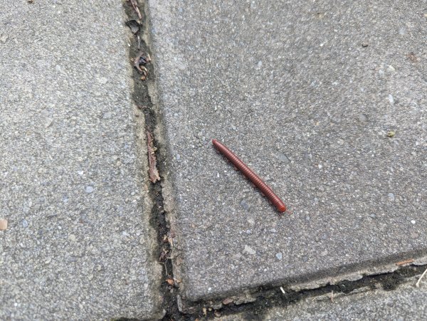 2025.08.03－青草湖環湖步道2850482